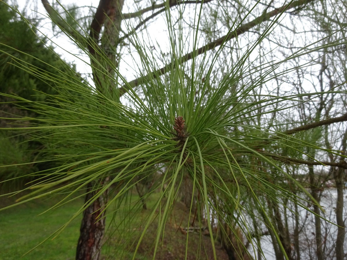 Pinus taeda (Pinaceae)